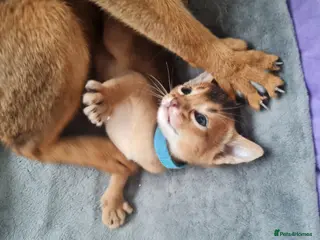Abyssinian cats champion line Abyssinian kittens🎖🏆🏅 - Advert 2