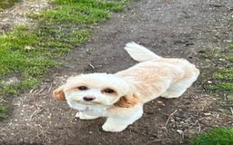Shihpoo dogs for sale: Beautiful Shihpoo x Poodle Puppies - Image 5