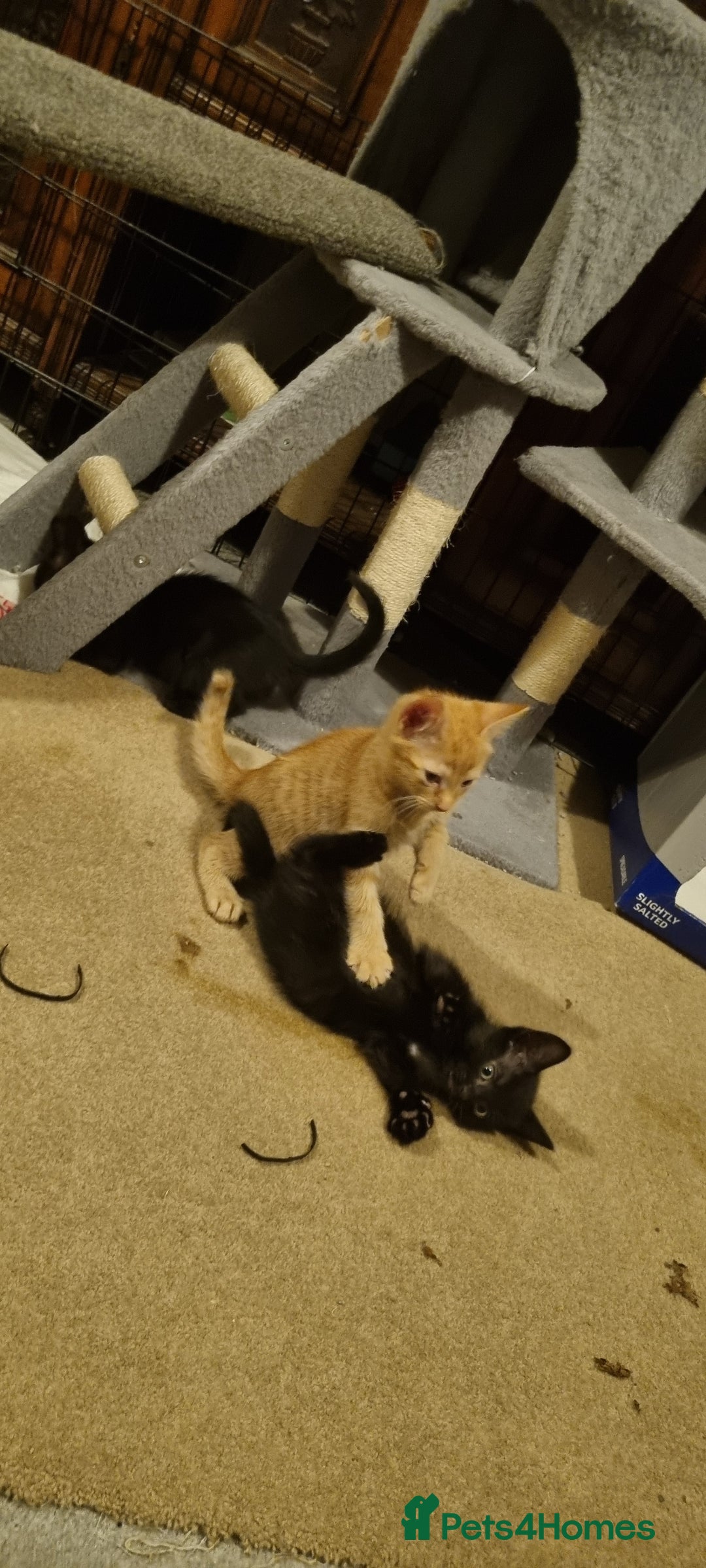 Mixed Breed cats for sale: 2 Little Black Girl Kittens - Advert 3