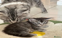 Maine Coon cats for sale: Stunning Mainecoon Kittens - Image 5