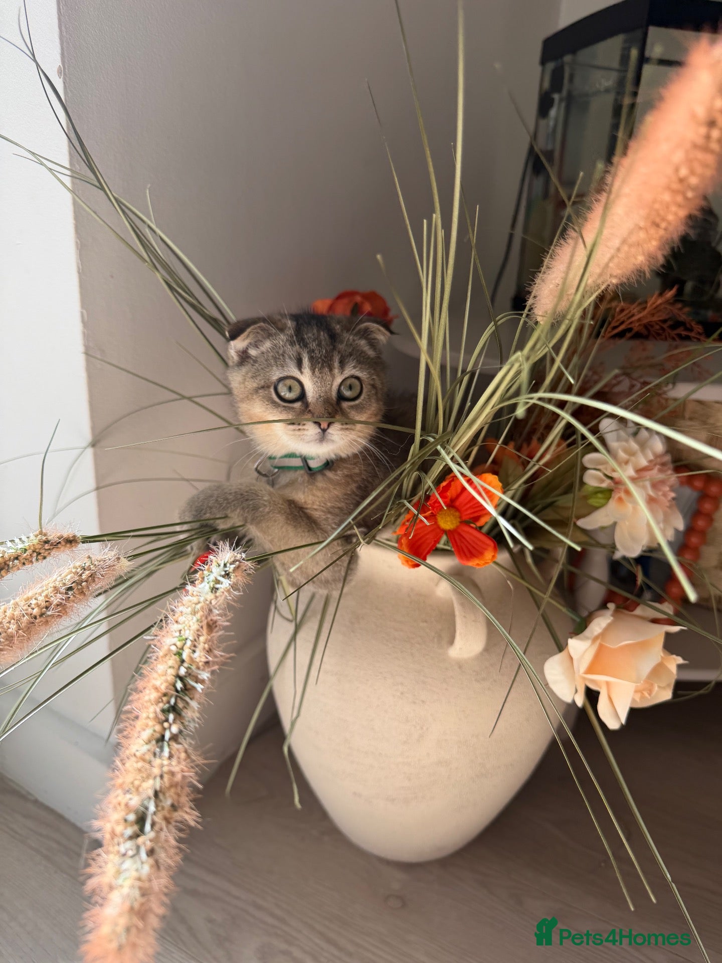 British Shorthair cats Gorgeous kittens  - Advert 1