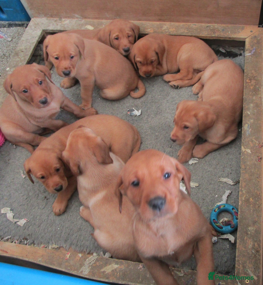 Labrador Retriever dogs for sale: SUPER LITTER OF RED FOX LABS - Advert 6