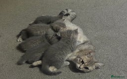 Scottish Fold cats for sale: Beautiful Scottish straight cross British shorts😍 - Image 17