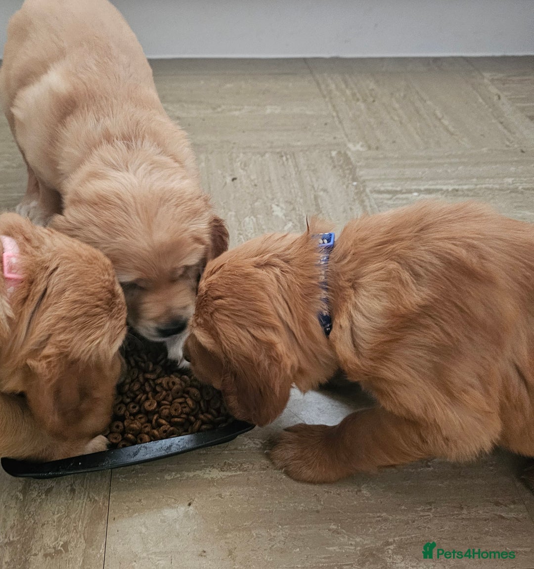 Golden Retriever dogs for sale: 2 Boys 2 Girls KC Reg. Golden Retriever Puppies - Image 17