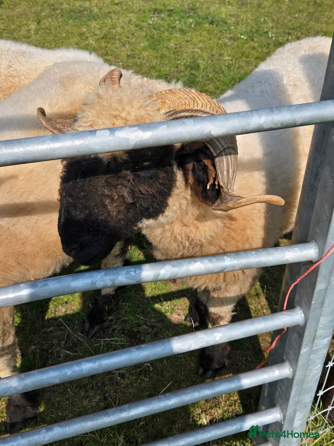 Sheep livestock for sale: Pedigree Valais Ewes - Image 4