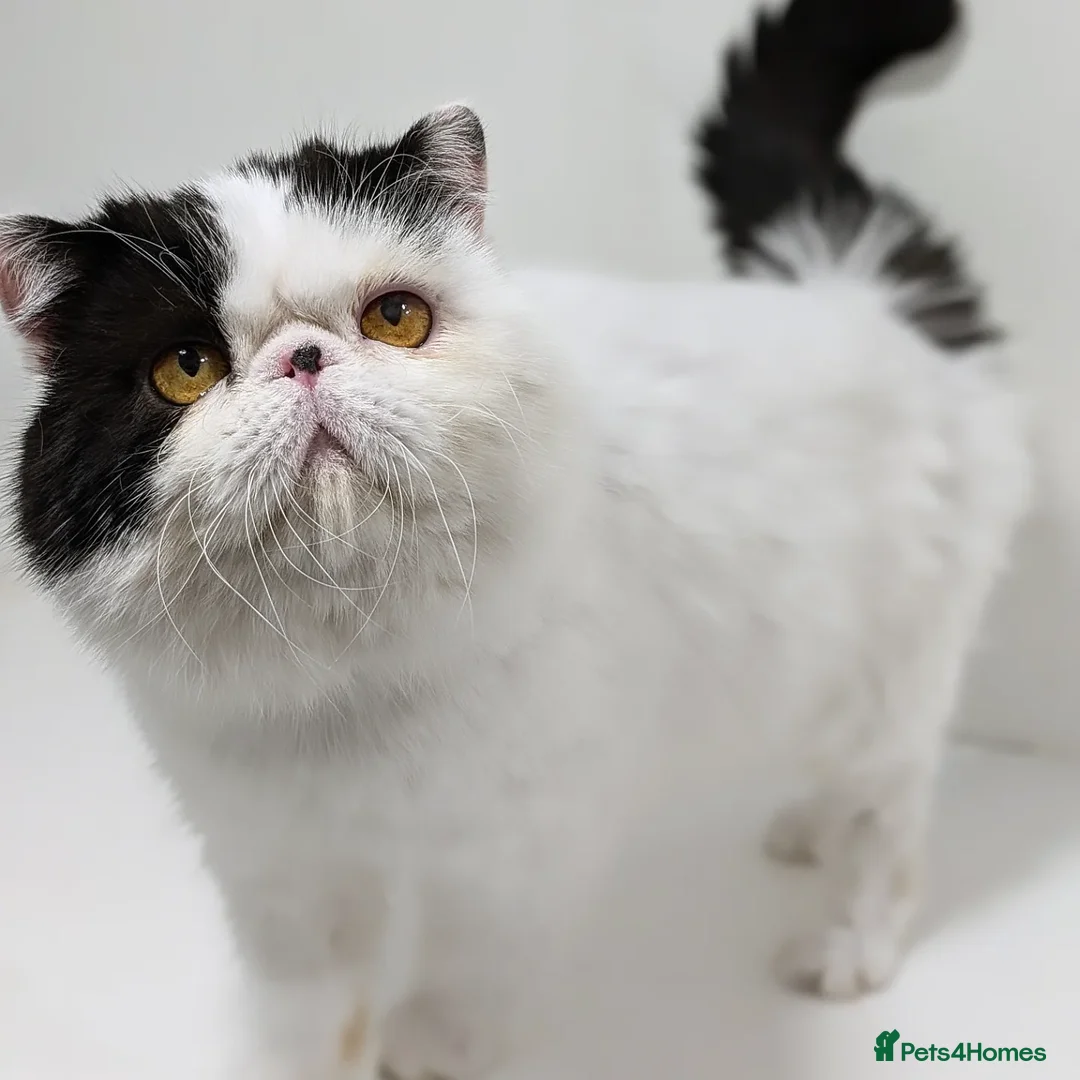 Exotic cats for stud: 🧡Stunning exotic shorthair, Russian import 😉🧡  in Tadworth - Advert 3