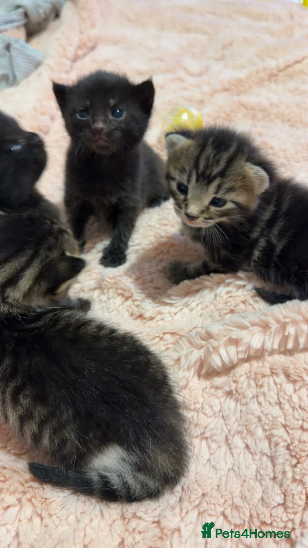 Mixed Breed cats for sale: 2 Mixbreed Boy Kittens Left - Advert 10