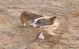 Mixed Breed dogs for adoption: Meet Fox, currently residing in Essex  - Image 7