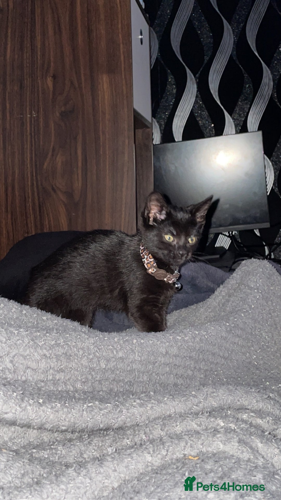 Mixed Breed cats for sale: 2 cats for sale  - Advert 6