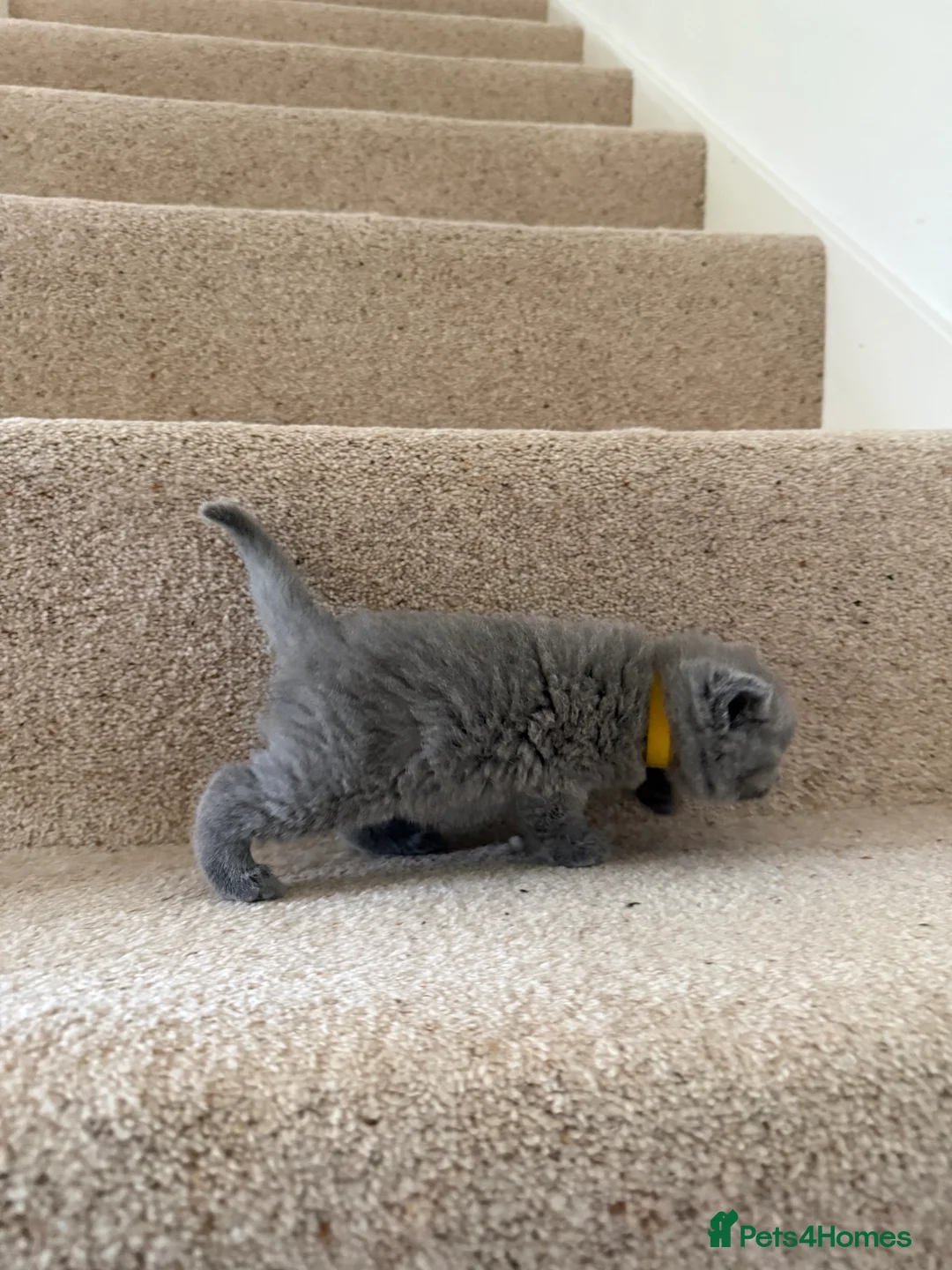 British Shorthair cats for sale: Stunning GCCF BSH - Tortie and Bi colour  - Advert 21