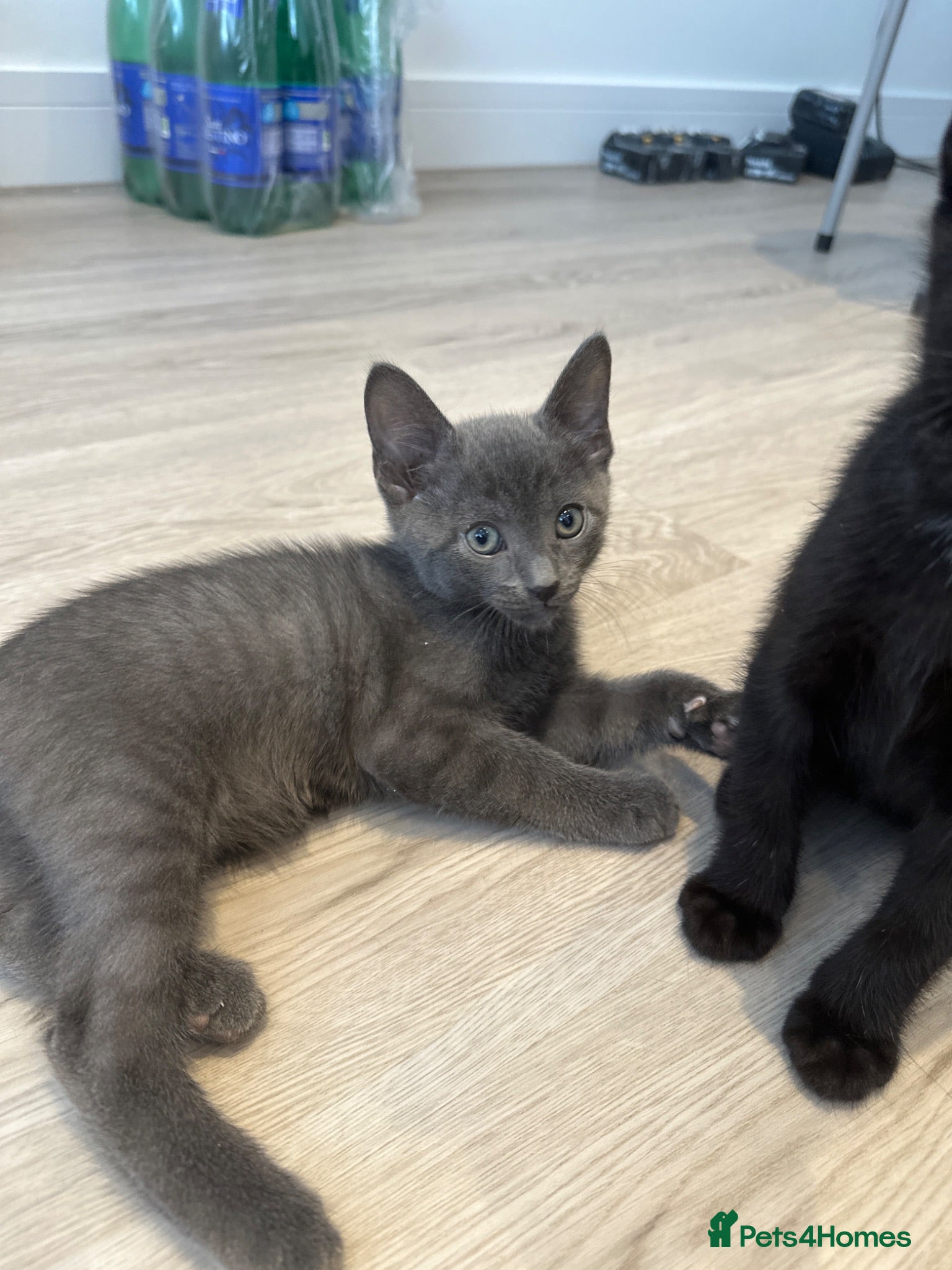 Mixed Breed cats Beautiful gray coat - Advert 13