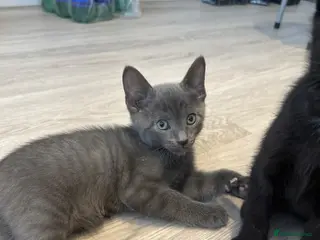 Mixed Breed cats Beautiful gray coat - Advert 13