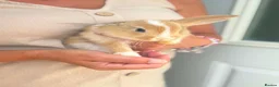 Mixed Breed rabbits for sale: Bunnies - Advert 4