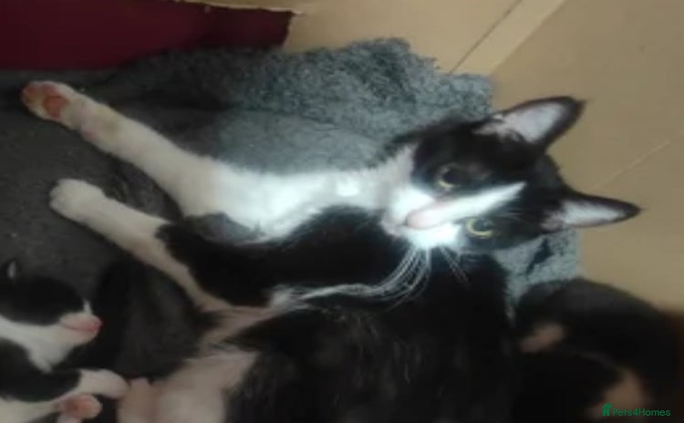 Mixed Breed cats 2 female kittens are available now. - Advert 9