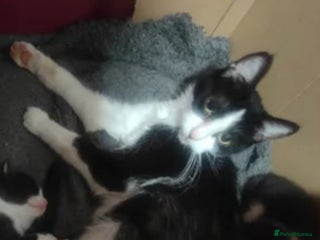 Mixed Breed cats for sale: 2 female kittens are available now. - Advert 1