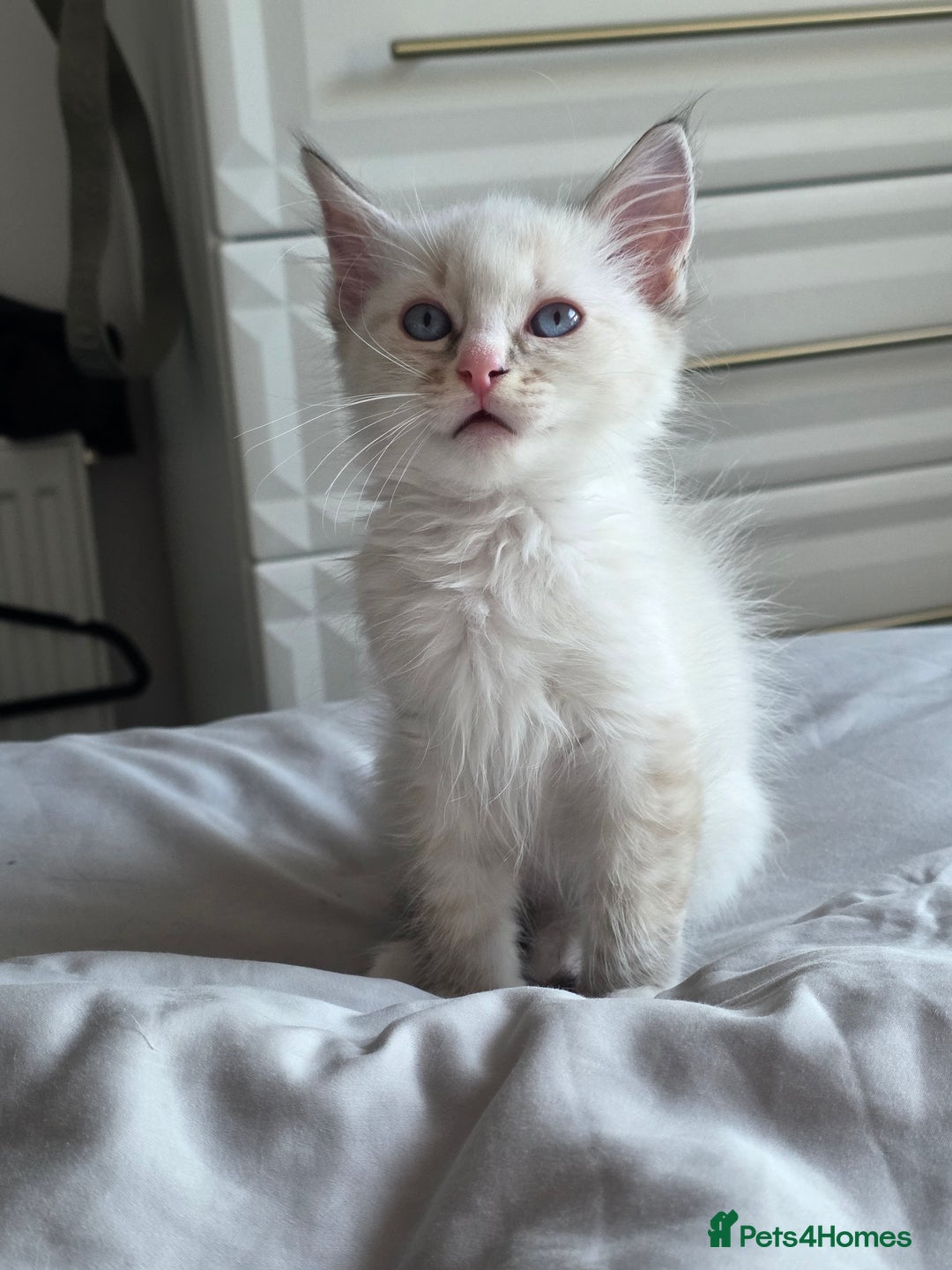 Ragdoll cats for sale: 💙Odin pure ragdoll kitten 💙 - Image 2