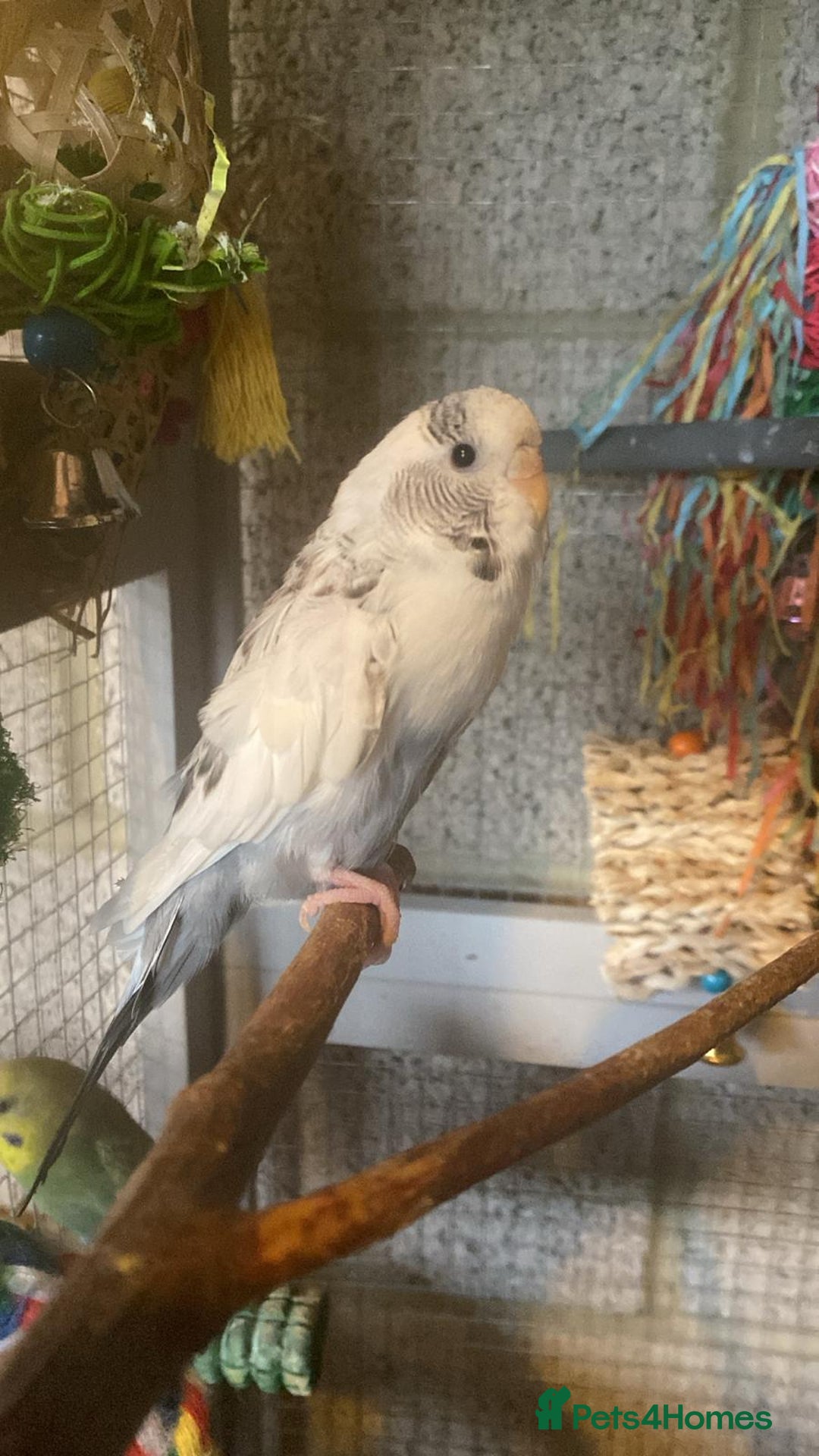 Budgerigars birds for sale: 11 budgies and 1 cocktails  - Image 12