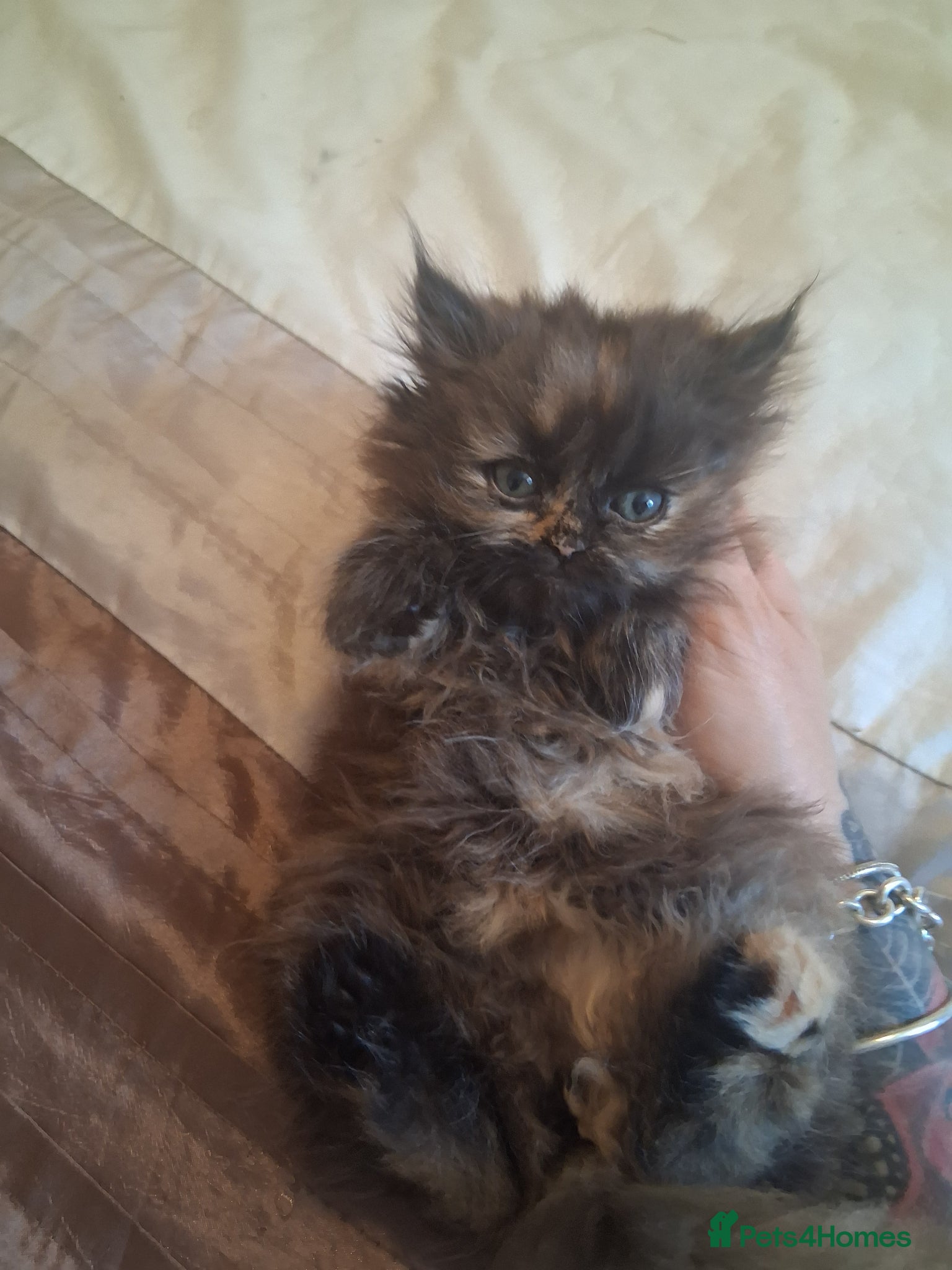 Persian cats 4 STUNNING PERSIAN KITTENS! - Advert 2