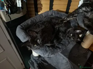 Maine Coon cats READY TO LEAVE 2 Maine Coon kittens - Advert 10