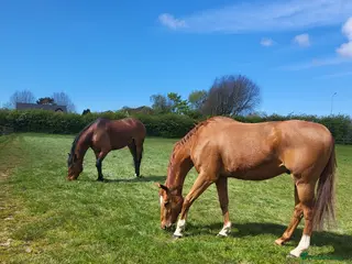 Irish Thoroughbred horses Happy hacker - Advert 7