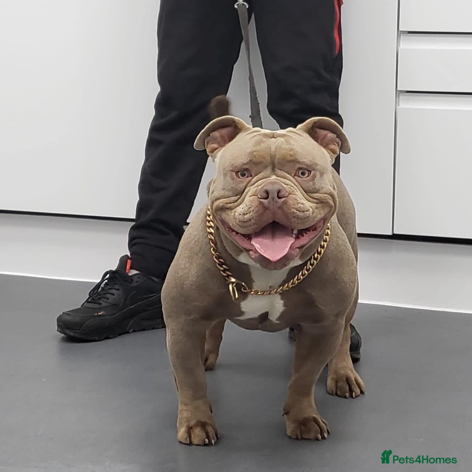 English Bulldog dogs F1 Bantam Mini Bulldog NEBBR Reg in Nottingham - Advert 2