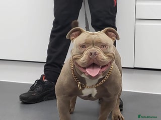 English Bulldog dogs F1 Bantam Mini Bulldog NEBBR Reg in Nottingham - Advert 1