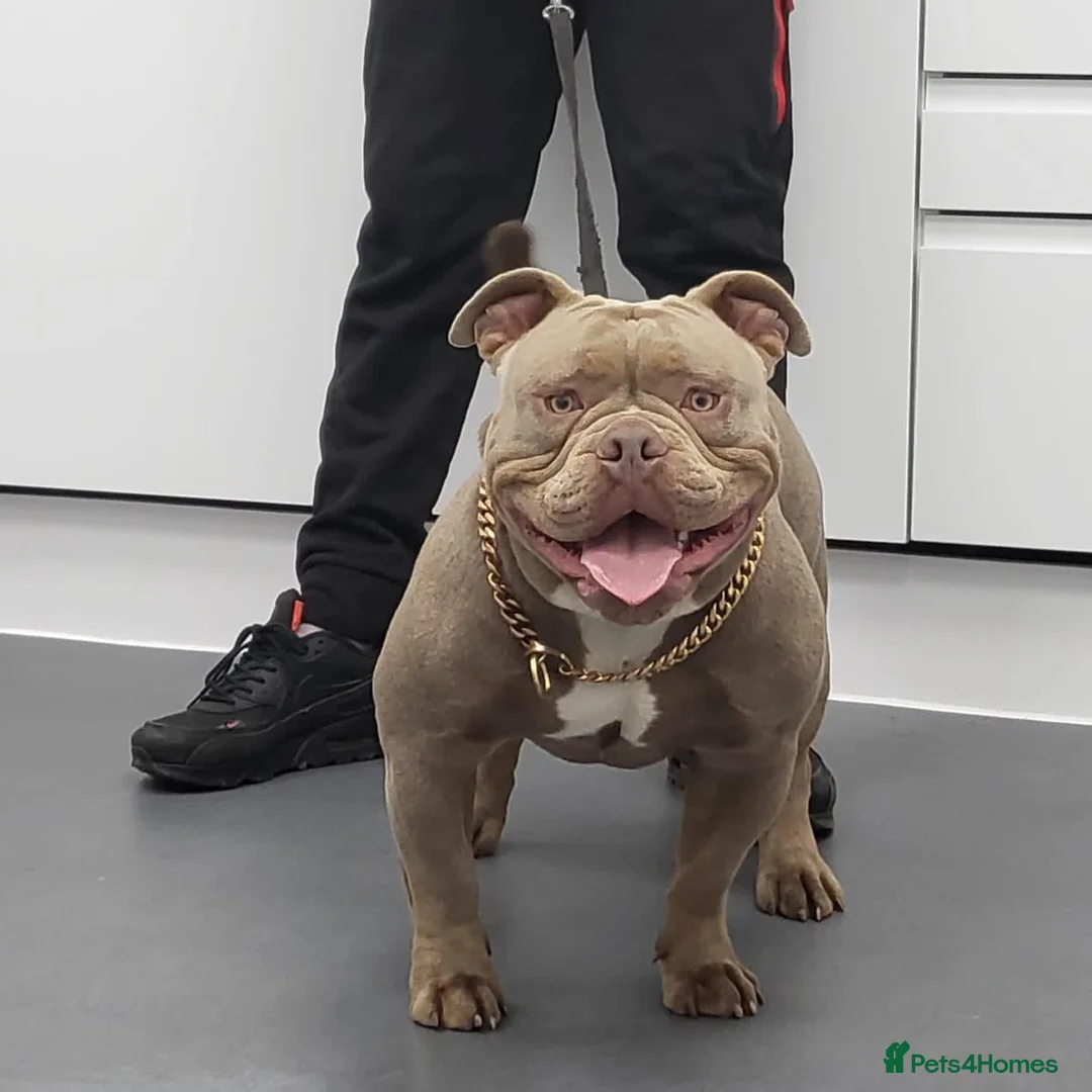 English Bulldog dogs for stud: F1 Bantam Mini Bulldog NEBBR Reg in Nottingham - Advert 1