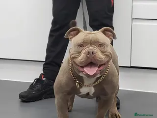 English Bulldog dogs F1 Bantam Mini Bulldog NEBBR Reg in Nottingham - Advert 17