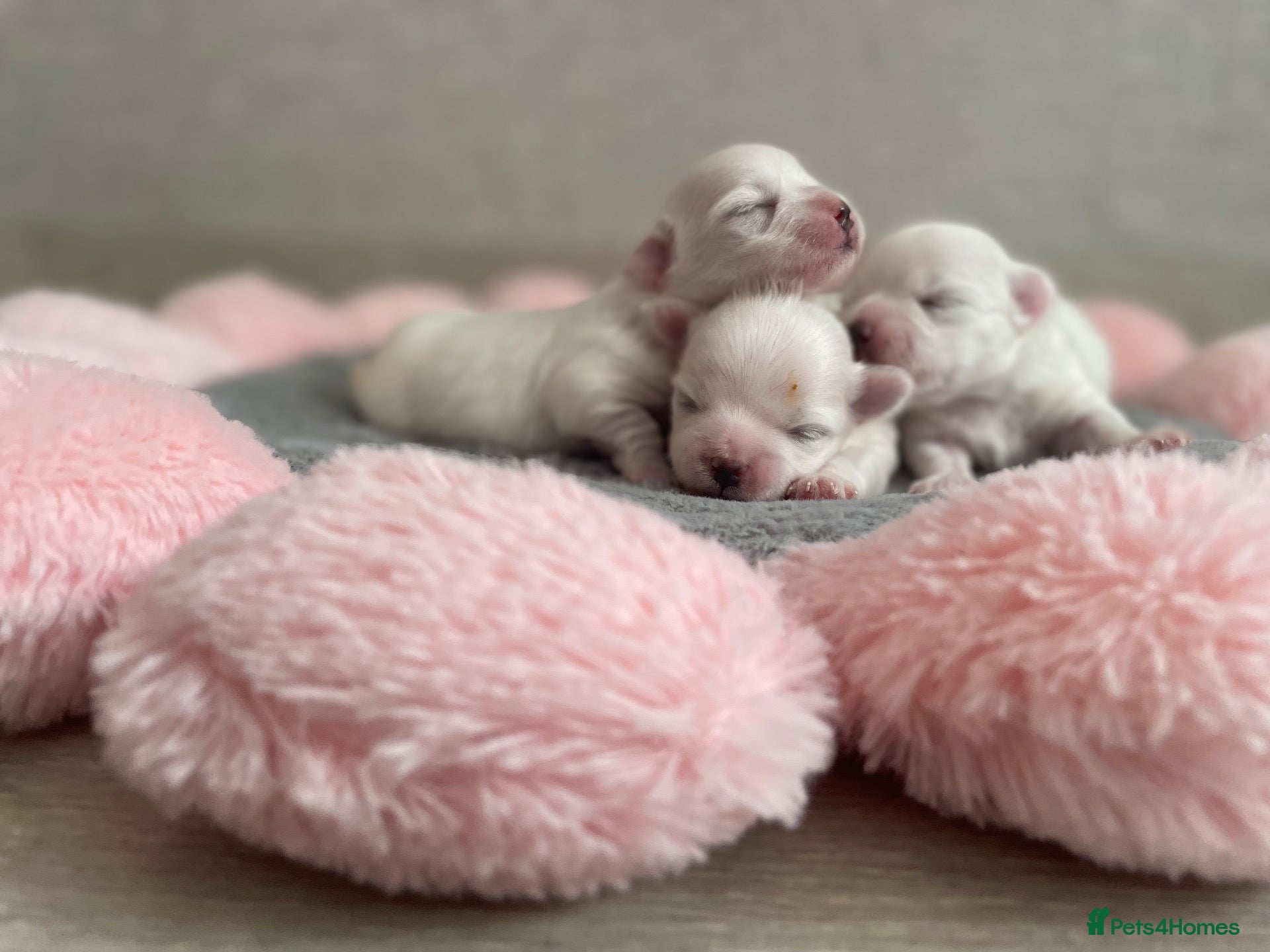 Maltese dogs Beautiful KC reg.Maltese puppies  - Advert 8