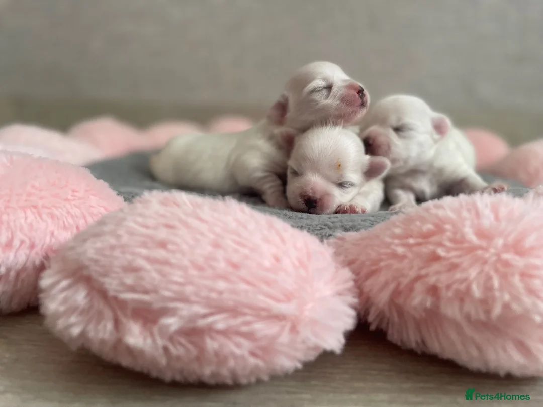Maltese dogs for sale: Beautiful KC reg.Maltese puppies  - Advert 1