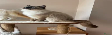 Ragdoll 4