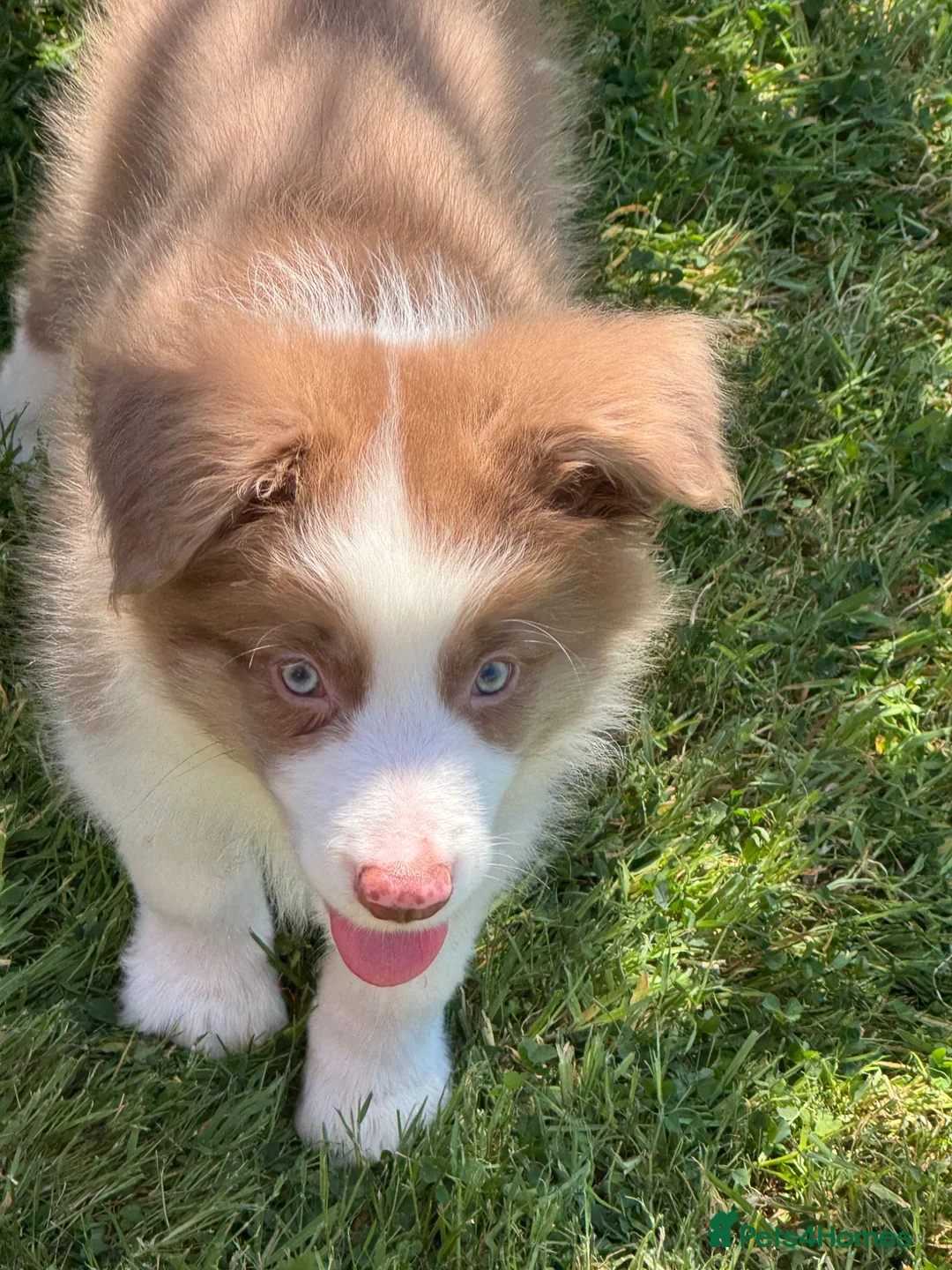 Border Collie dogs for sale: KC Registered, Health tested, Fully Vaccinated  - Advert 34