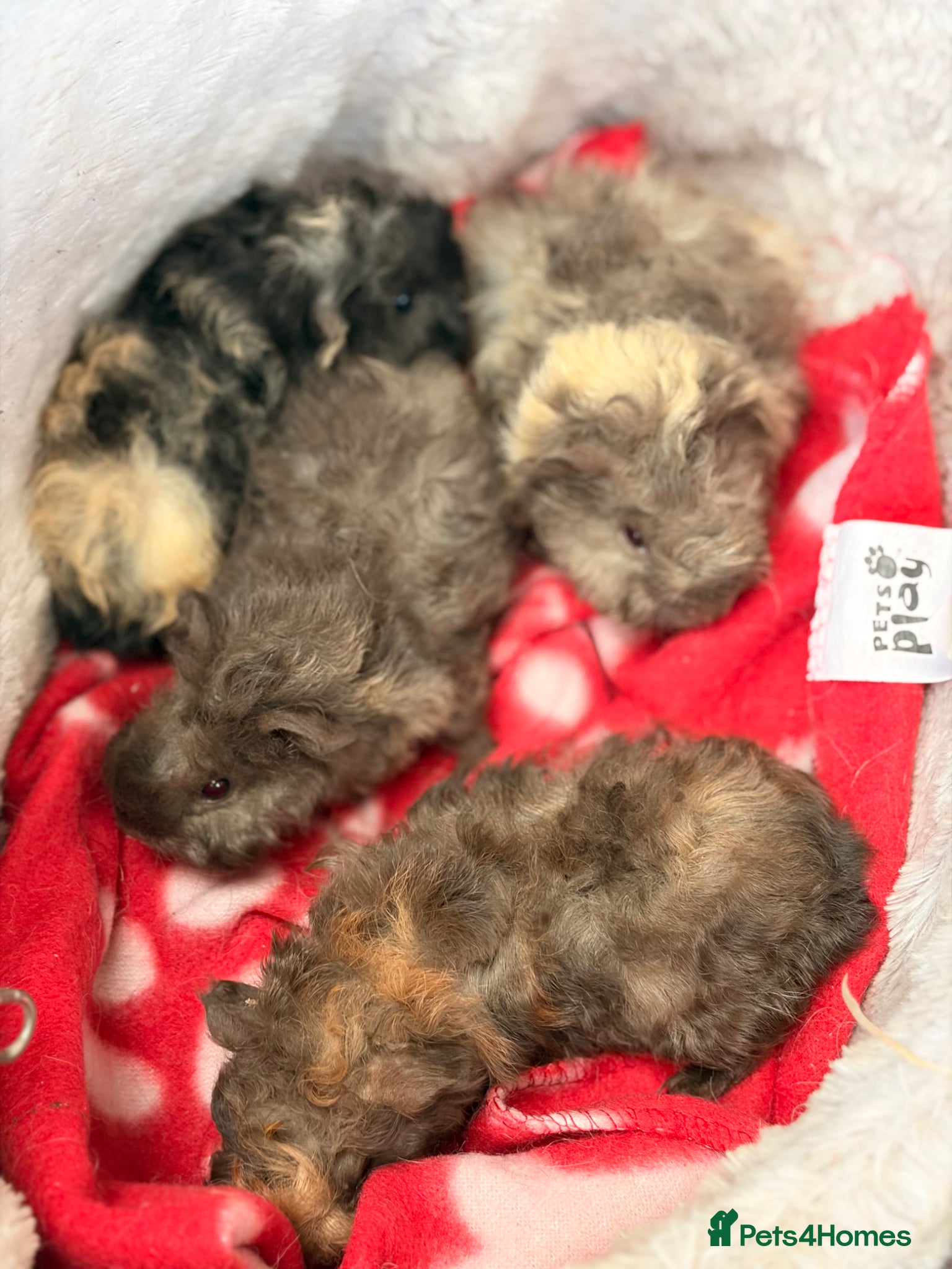 Guinea Pig rodents for sale: BEAUTIFUL BABY BOY GUINEA PIGS - Advert 19
