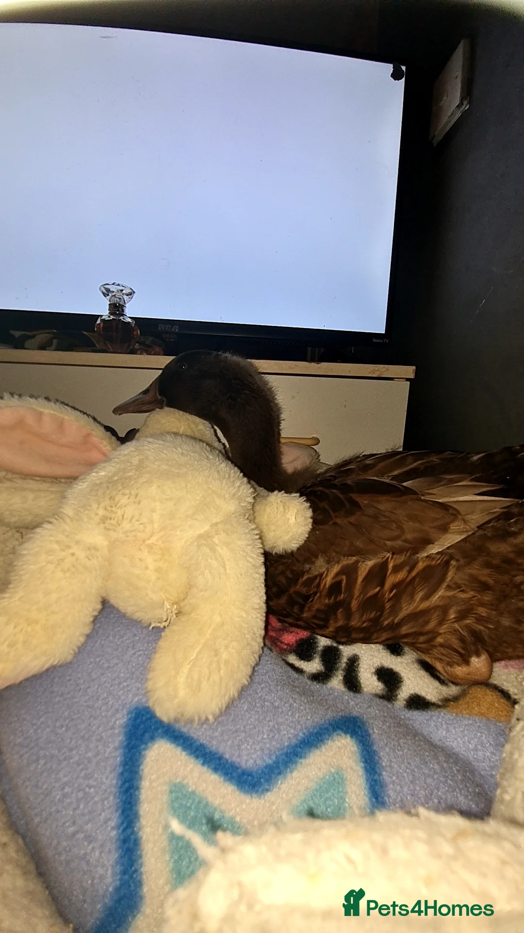 Ducks poultry for sale: 7 week old khaki cambell - Advert 2