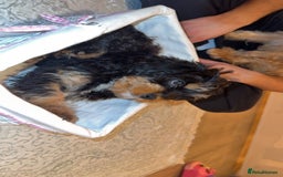 Cavapoo dogs for sale: F1 Cavapoo’s 2 females (sisters)  - Image 3