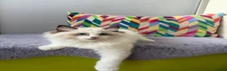 Ragdoll cats for sale: TICA registered ragdoll kittens from champions - Advert 7