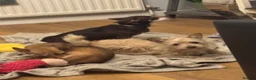 Mixed Breed dogs for sale: Chihuahua mix puppies available now - Advert 4