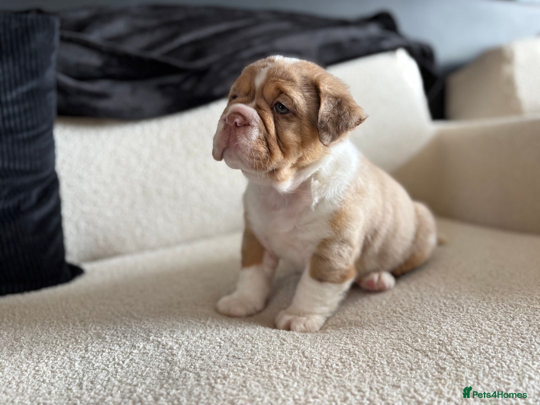Olde English Bulldogge dogs for sale: READY NOW ✨ FLUFFY OLDE ENGLISH BULLDOGS  - Image 9