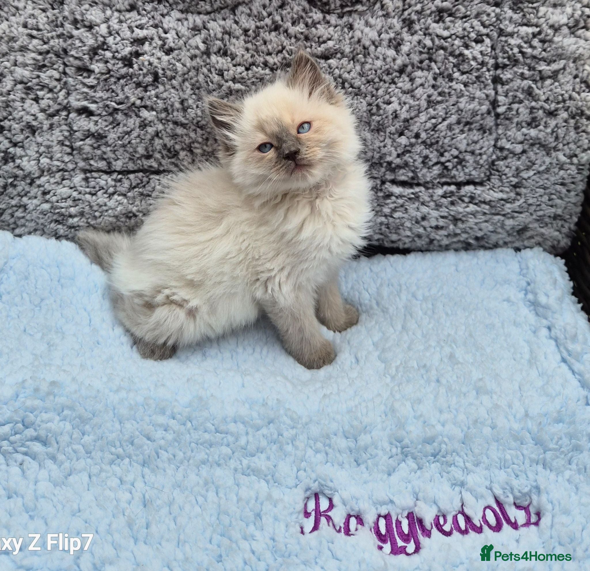 Ragdoll cats GCCF Registered Ragdoll Kittens  - Advert 1