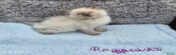 Ragdoll cats for sale: GCCF Registered Ragdoll Kittens  - Advert 8