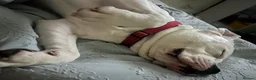 American Bulldog dogs for stud: My beautiful white American bulldog  - Advert 2