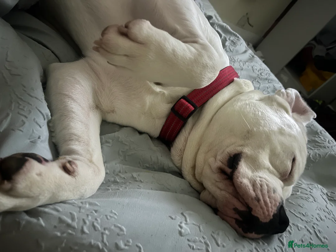 American Bulldog dogs for stud: My beautiful white American bulldog  - Advert 2