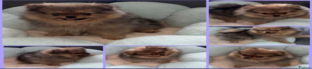 Pomeranian Puppy 3