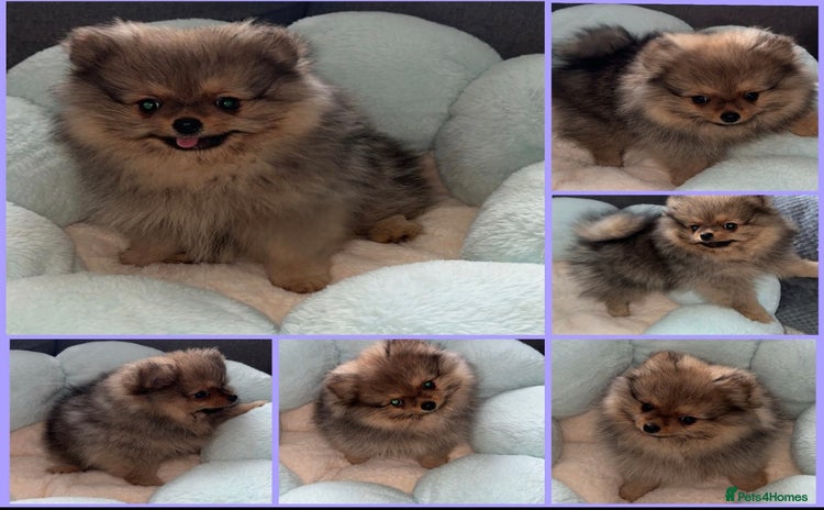 Pomeranian dogs in Ebbw Vale - Advert 11