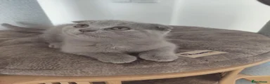 Scottish Fold 2