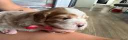 Beaglier dogs for sale: 🐾 Millie’s Beautiful Second & Final Litter 🐾 - Advert 28