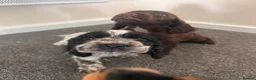 Cocker Spaniel dogs for sale: Show cocker spaniel puppies  - Advert 18