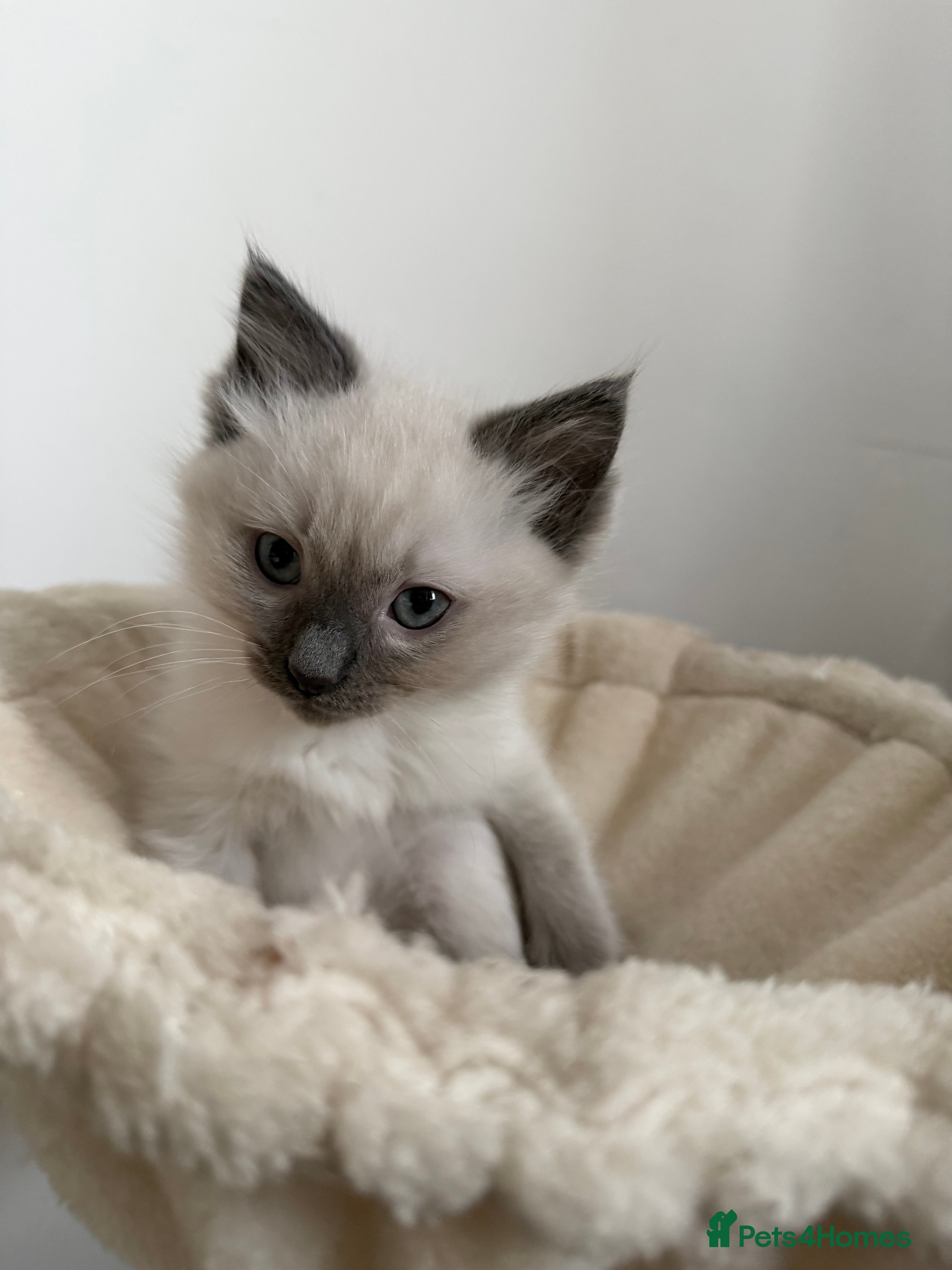 Ragdoll cats Ragdoll Kittens  - Advert 1