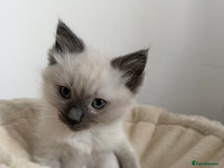 Ragdoll cats Ragdoll Kittens - Advert 1