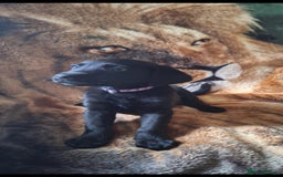Labrador Retriever dogs for sale: labrador puppys in Lowestoft - Image 9